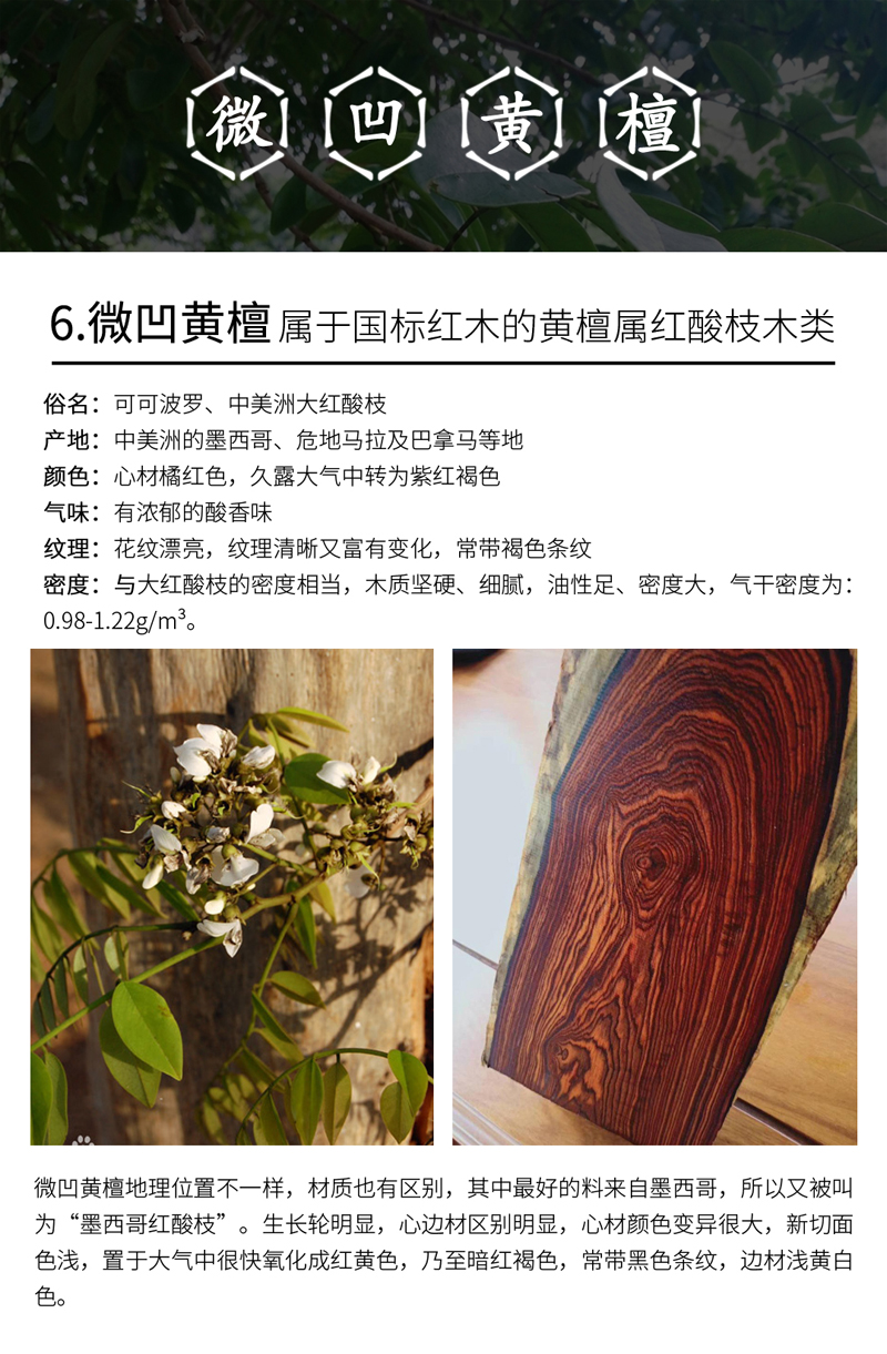 6微凹黄檀.jpg